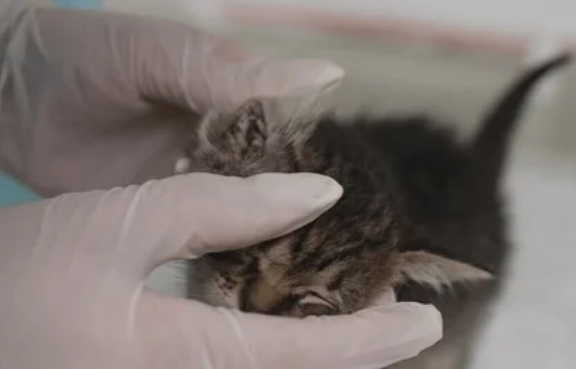 Ветеринар в перчатках осматривает новорожденного котенка